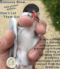 Load image into Gallery viewer, Balloons for release